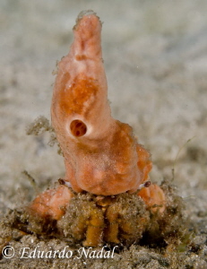 crab by Eduardo Nadal 